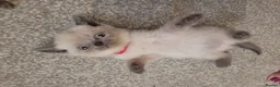 British Shorthair cats for sale: Beautiful British short hair kittens  in Cannock - Advert 3