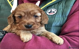 Cockapoo dogs for sale: 5* Miniature F1b Cockapoo Puppies - Advert 34