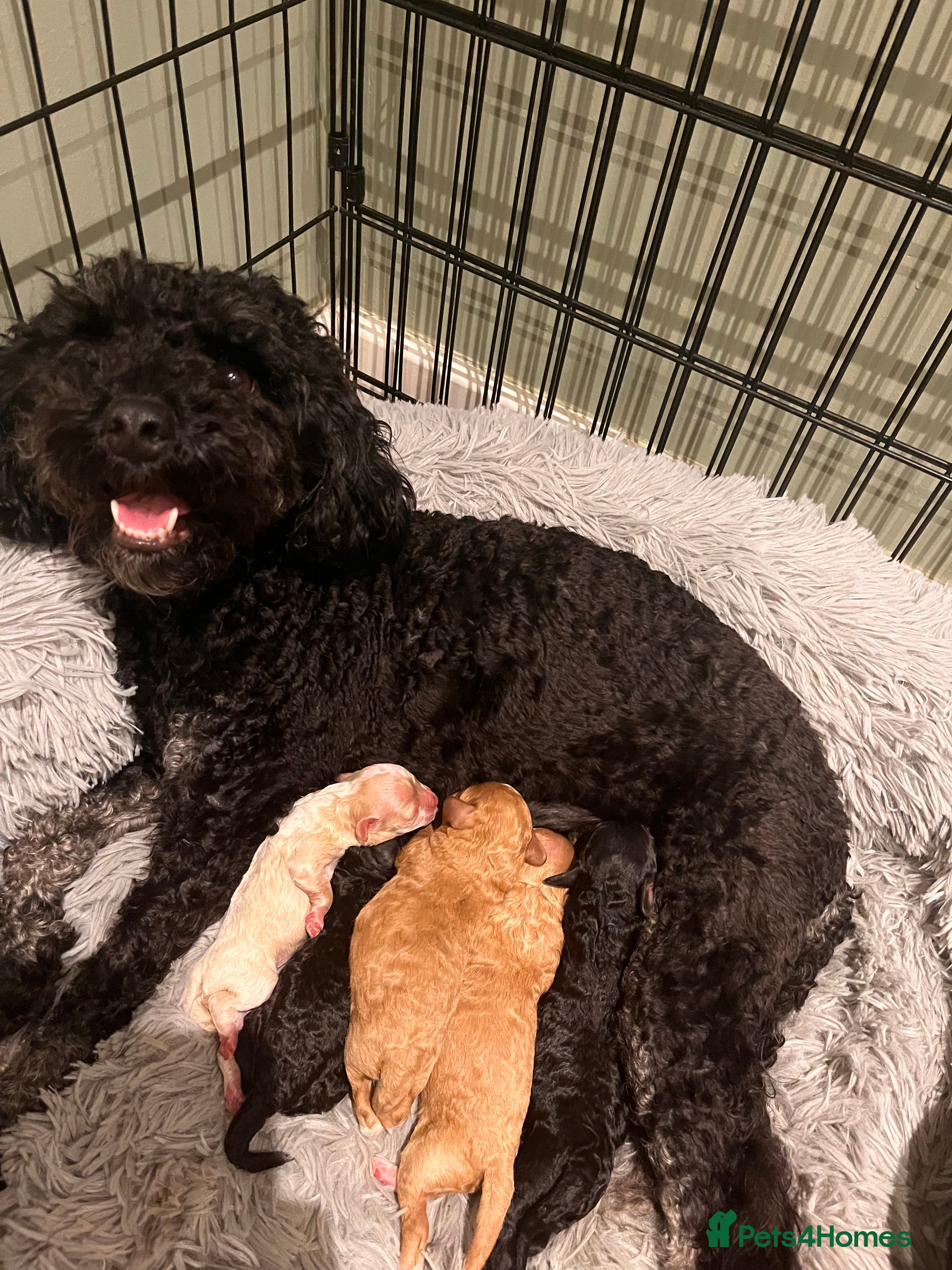 Cavapoo dogs 5 beautiful Cavapoo’s ready for  **  - Advert 3