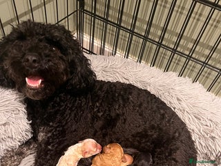 Cavapoo dogs 5 beautiful Cavapoo’s ready for Christmas - Advert 1