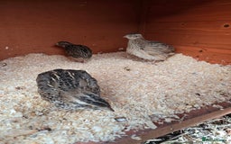 Mixed Breed birds for sale: Coturnix quail free to good home  in Middlesbrough - Image 11