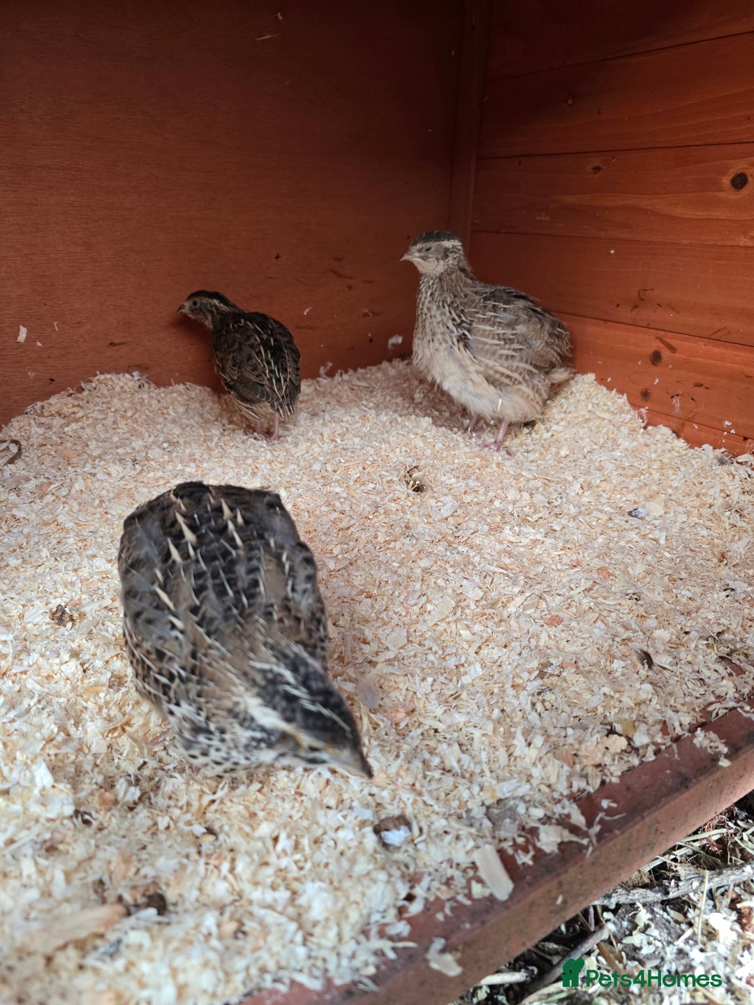 Mixed Breed birds for sale: Coturnix quail free to good home  in Middlesbrough - Image 11