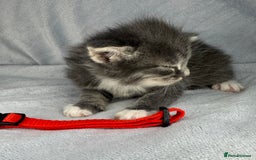 Turkish Van cats for sale: Rare Turkish van kittens for sale.  - Image 7