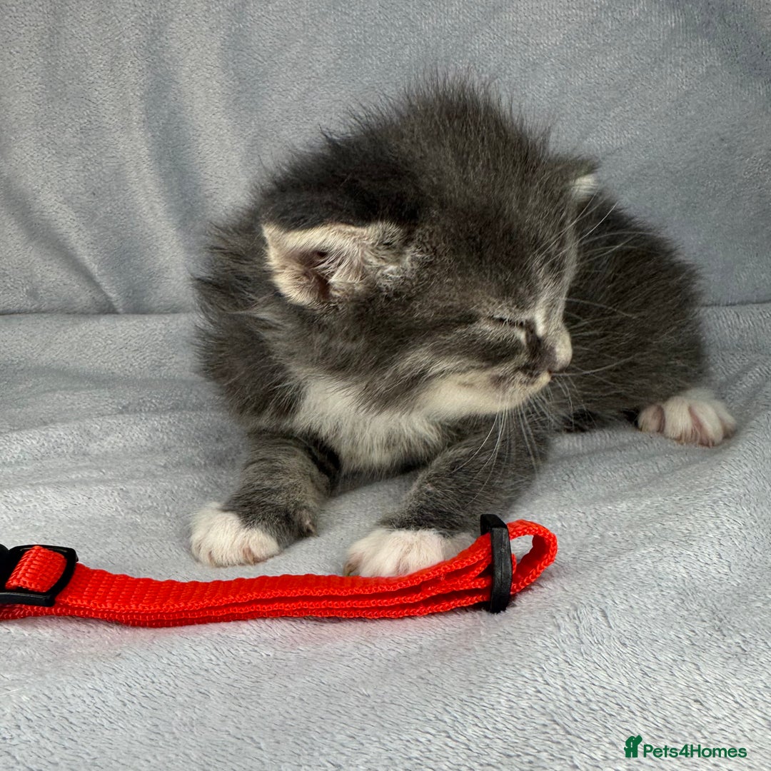 Turkish Van cats for sale: Rare Turkish van kittens for sale.  - Image 7