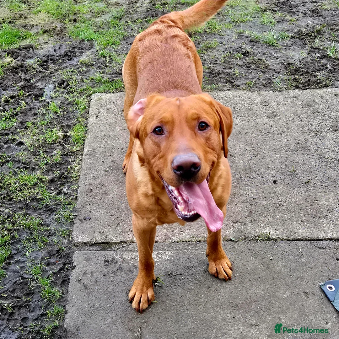 Labrador Retriever dogs for stud: Fully Health Tested Red Fox Lab Stud - Advert 2