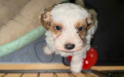 Cockapoo dogs for sale: 3 remaining Cockapoos looking for homes - Advert 15