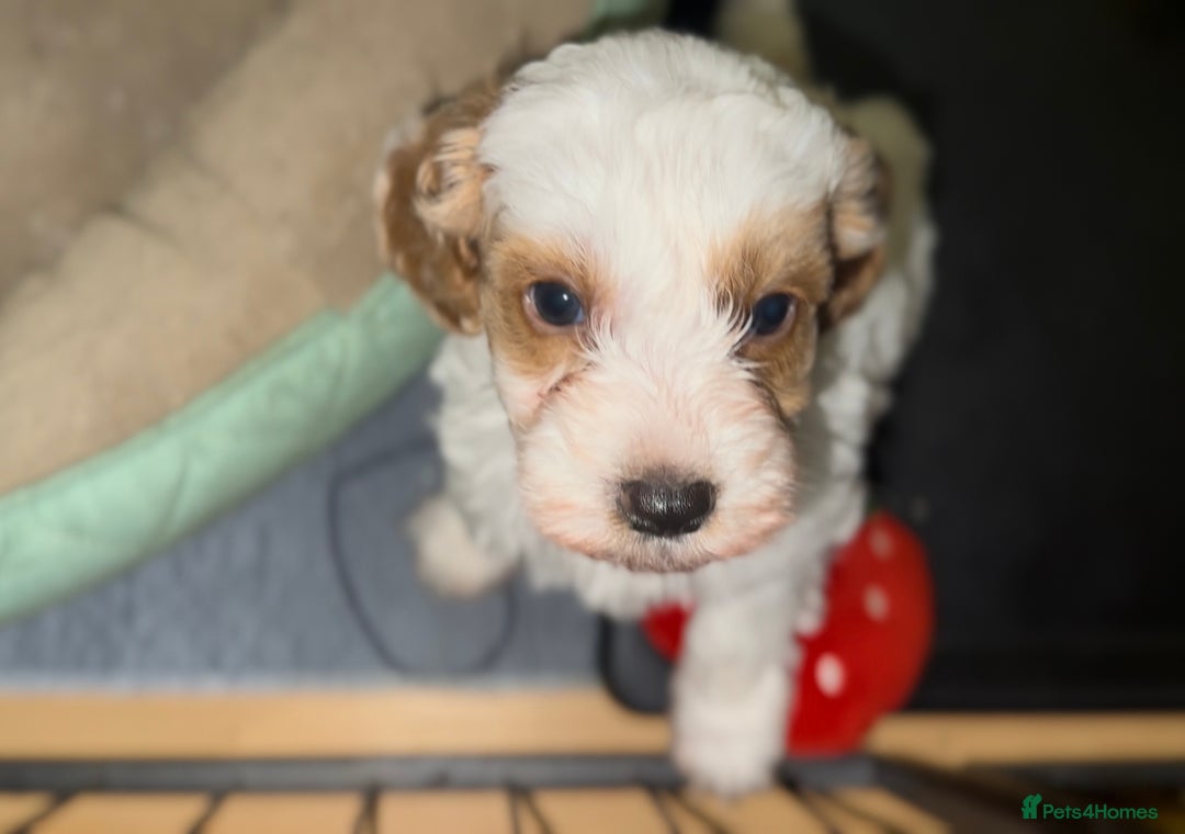 Cockapoo dogs for sale: 3 remaining Cockapoos looking for homes - Advert 15