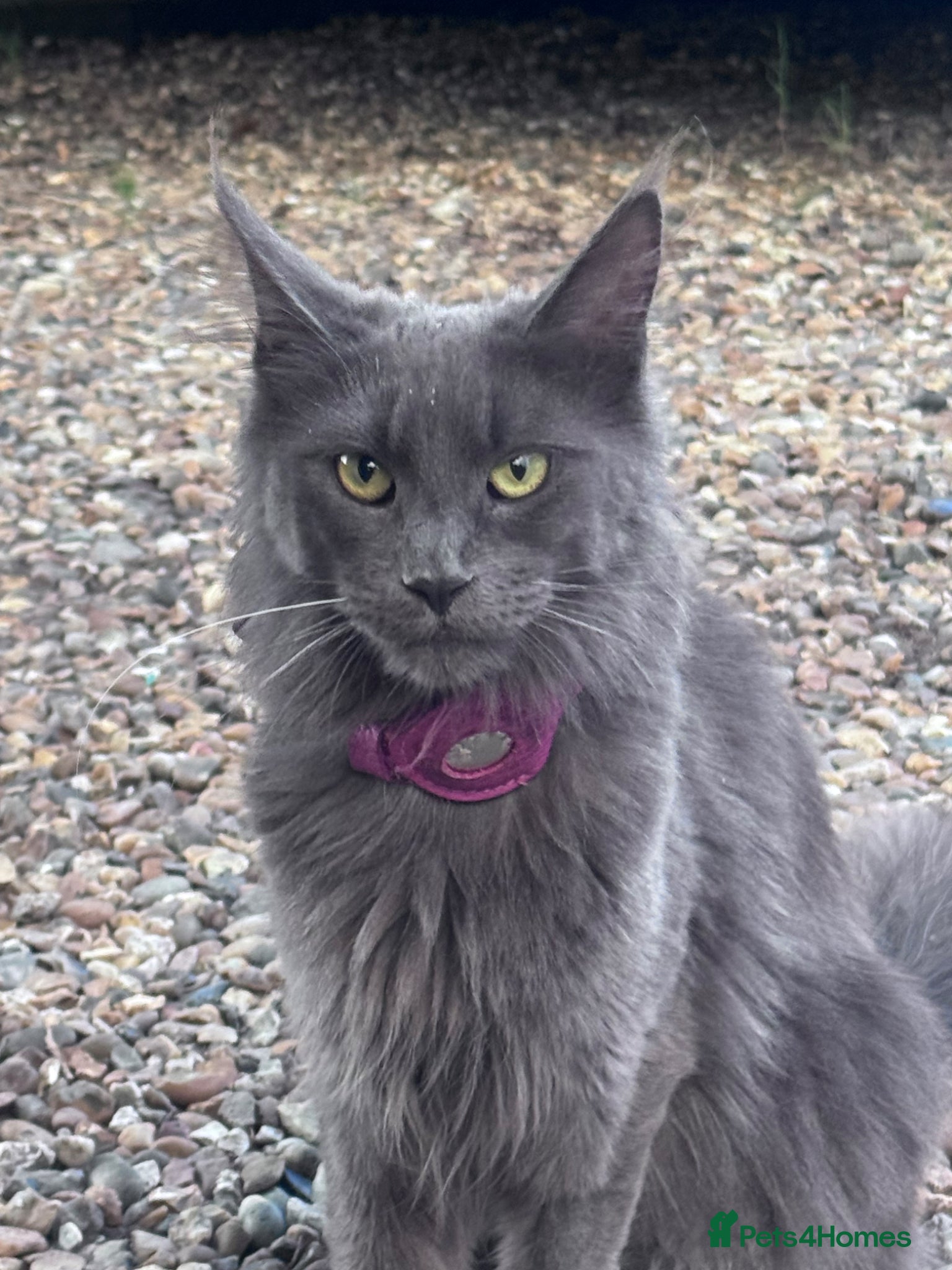 Maine Coon cats TICA registered female Mainecoon  - Advert 1