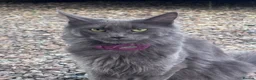 Maine Coon cats for sale: TICA registered female Mainecoon  - Advert 1