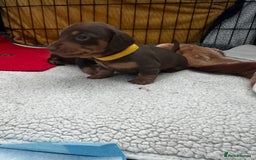 Miniature Dachshund dogs for sale: Miniature Dachshunds  - Image 22