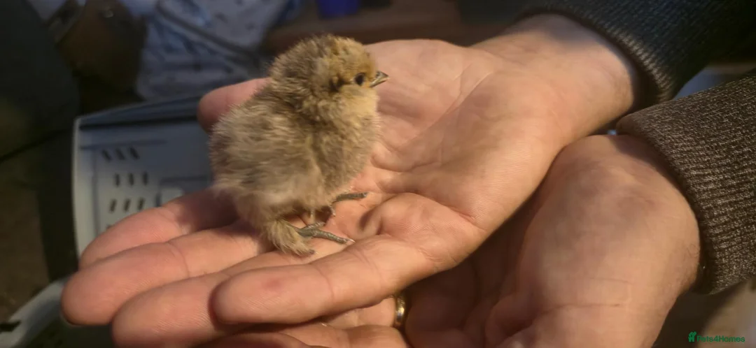 Chickens poultry for sale: Silkie x pekin bantam  - Advert 2