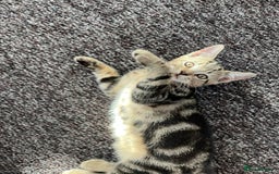 Domestic Shorthair cats for sale: Beautiful Domestic Shorthair kitten - Image 2