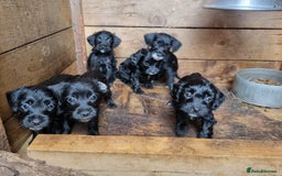 Jackapoo dogs for sale: Jackapoo puppies - Image 1