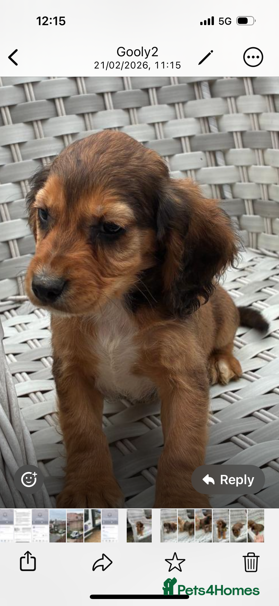 Cocker Spaniel dogs Cocker spaniels  - Advert 5