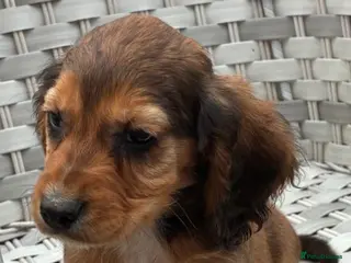 Cocker Spaniel dogs Cocker spaniels - Advert 5