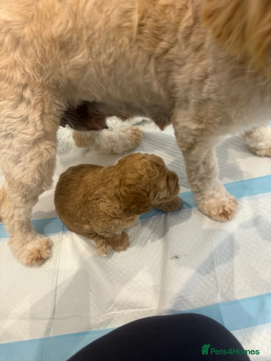 Cockapoo dogs for sale: Extensively Health Tested f1b Cockerpoo Puppies  - Advert 18