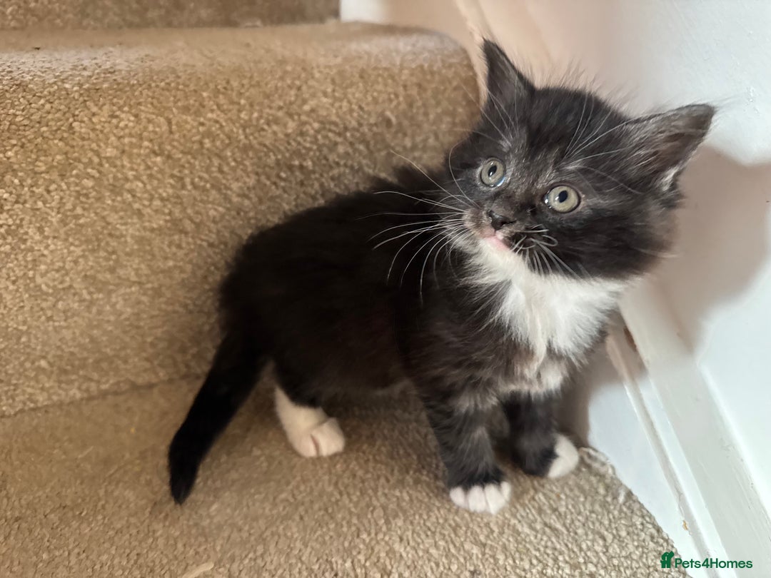 Maine Coon cats for sale: 5 beautiful kittens  - Advert 4