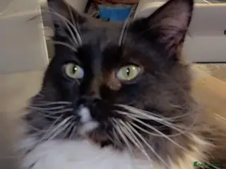 Maine Coon cats Stunning ragdoll/mainecoon babies £350 - Advert 5