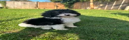 Cockapoo dogs for sale: Beautiful cockapoos  in Peterborough - Advert 15