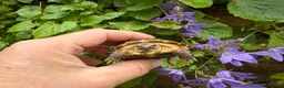 Tortoise reptiles for sale: Baby horsfield tortoises. Ready now. Setups also  - Advert 3