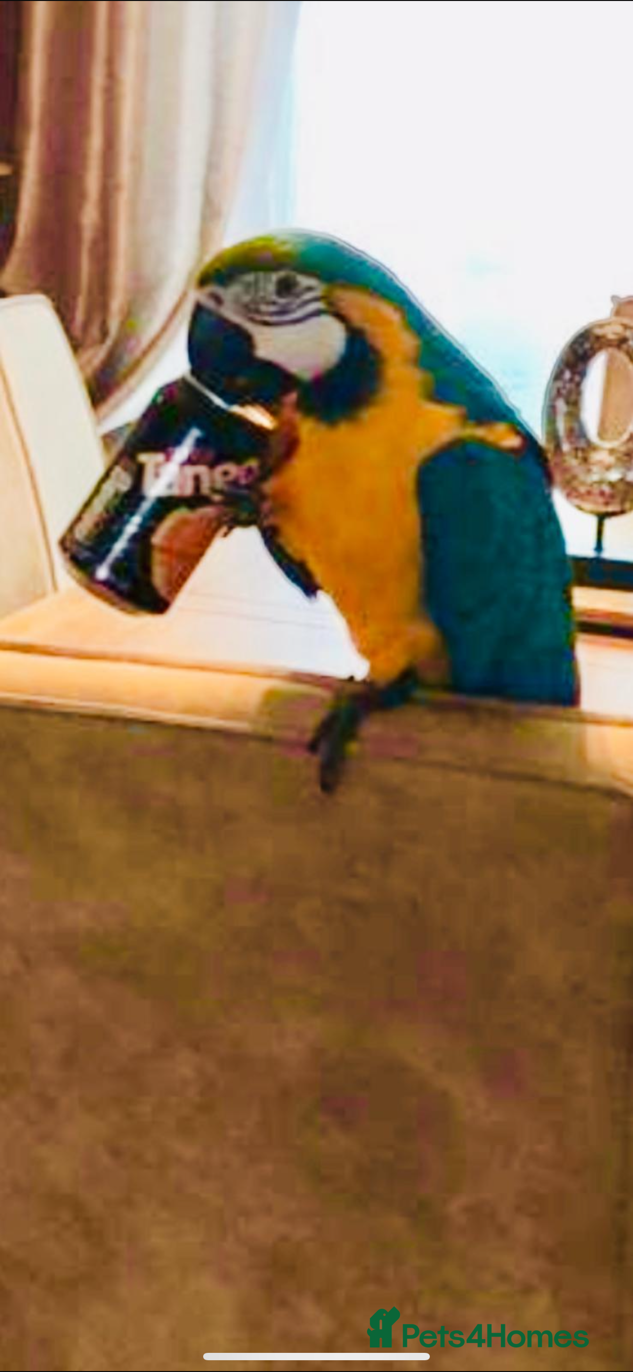 Macaws birds Blue and Gold Macaw - Advert 4