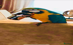 Macaws birds for sale: Blue and Gold Macaw - Image 1