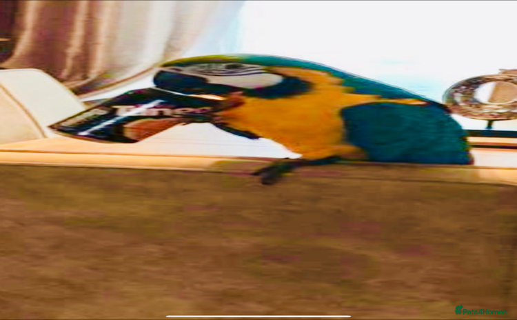 Macaws birds - Advert 4