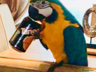 Macaws birds - Advert 17