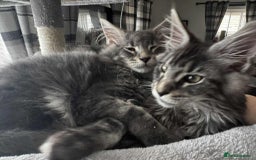 Maine Coon cats for sale: GCCF & TICA Reg Affectionate Maine Coon kittens - Image 36