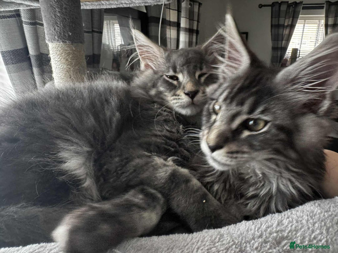 Maine Coon cats for sale: GCCF & TICA Reg Affectionate Maine Coon kittens - Image 36
