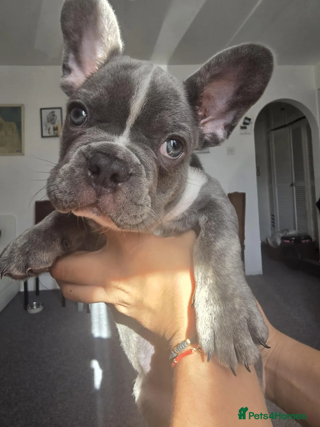 French Bulldog dogs for stud: Two different colour eye Lilac Fawn Cream Merle - Advert 8