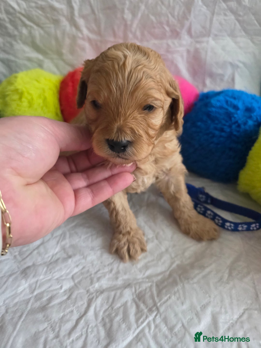 Cavapoo dogs for sale: 🥇 Finest Quality Beautiful F1b Cavapoos 🥇 - Advert 7