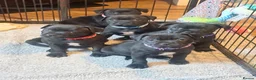 Staffordshire Bull Terrier dogs for sale: Super cute staffy puppies 🐶 2 left!  in Pontypool - Advert 19