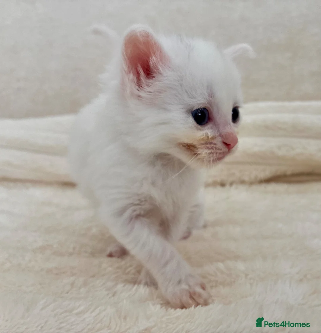 Ragdoll cats for sale: Ragdoll kittens - Advert 1