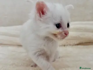 Ragdoll cats Ragdoll kittens - Advert 18