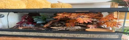Gecko reptiles for sale: Breeding pair of frog eyed geckos with everything  in Hornsea - Advert 2