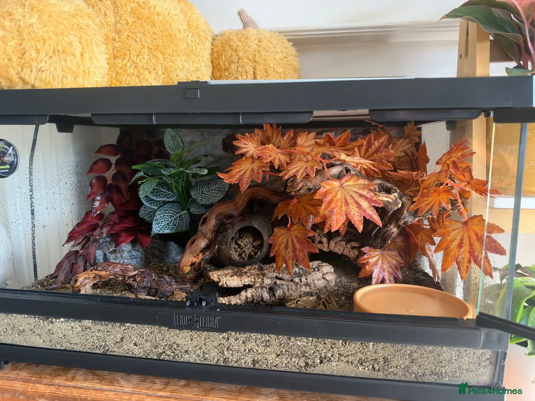 Gecko reptiles for sale: Breeding pair of frog eyed geckos with everything  in Hornsea - Advert 2