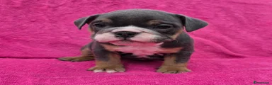 English Bulldog 8