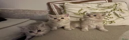 British Shorthair cats for sale: Chunky beautiful British short hair kittens  - Advert 8