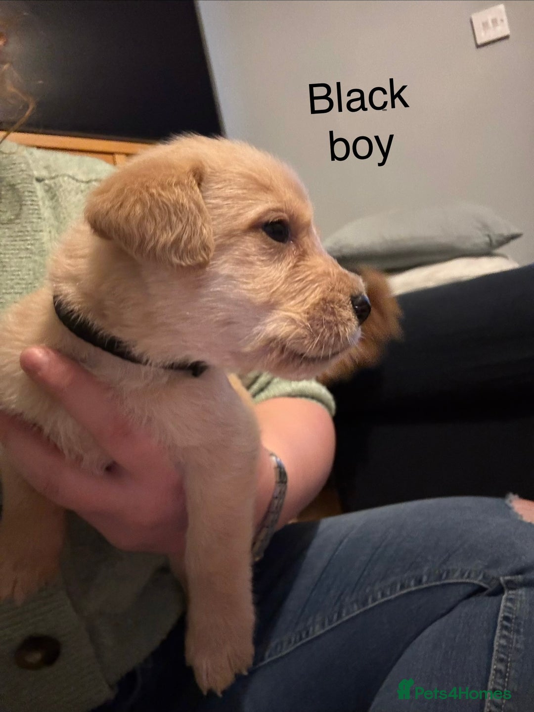 Mixed Breed dogs for sale: Beautiful Labrador crosses - Advert 7