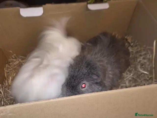 Guinea Pig rodents for sale: 2 male bonded for rehome - Advert 2