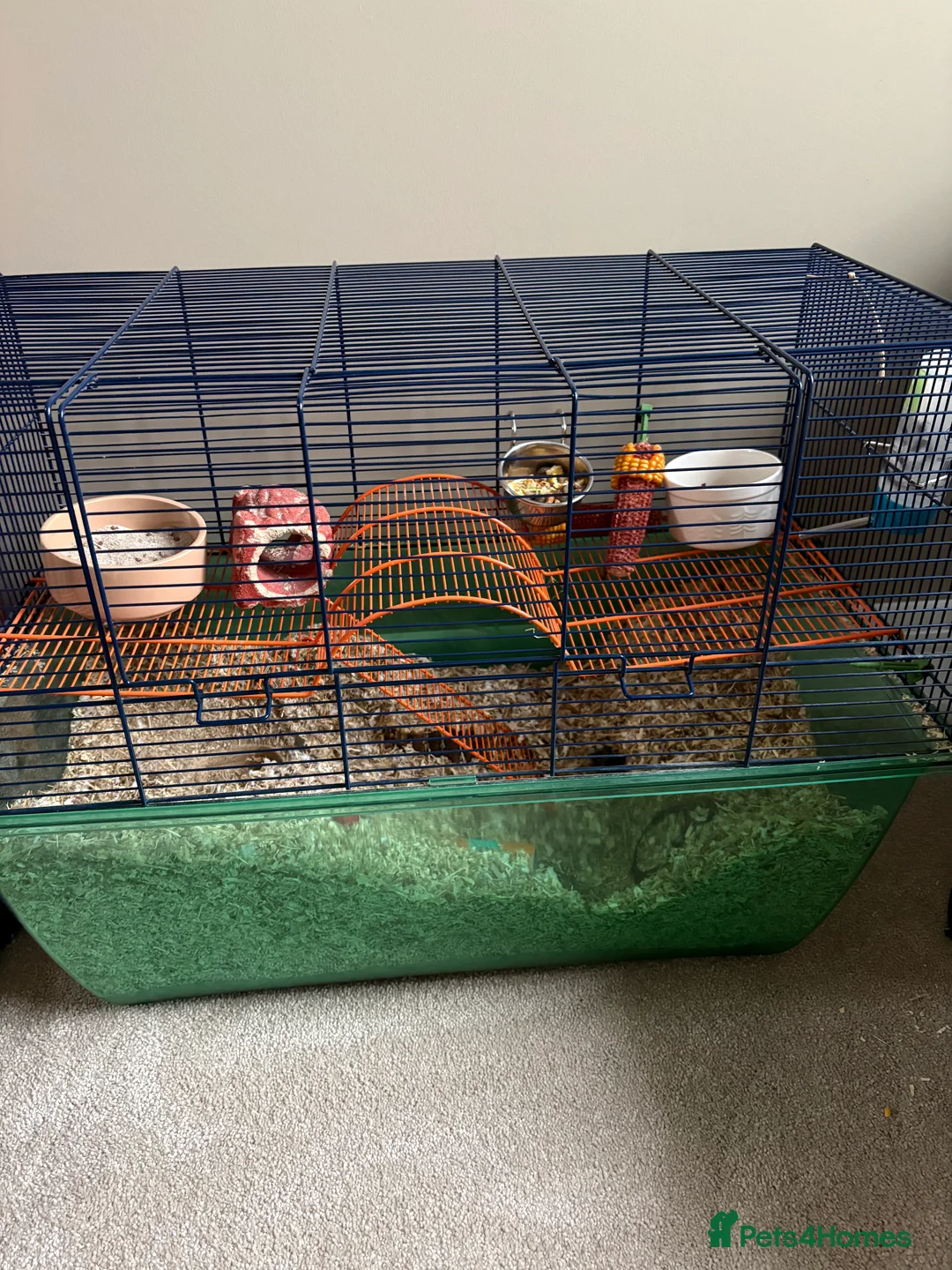 Gerbil rodents for sale: Gerbil in Newbridge - Advert 2