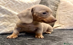 Miniature Dachshund dogs for sale: LAST BOY Mini Dachshund Pups LICENSED - Image 7