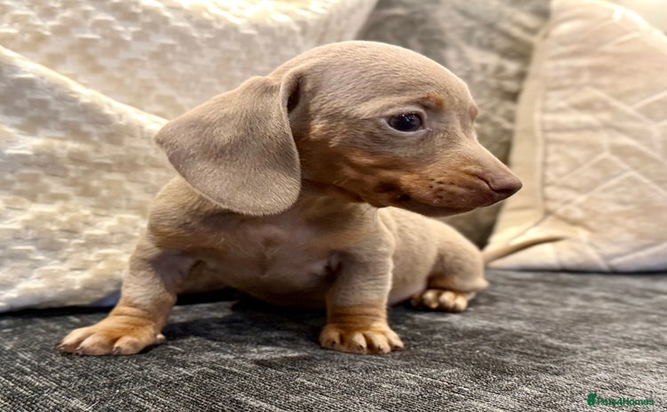 Miniature Dachshund dogs - Advert 9