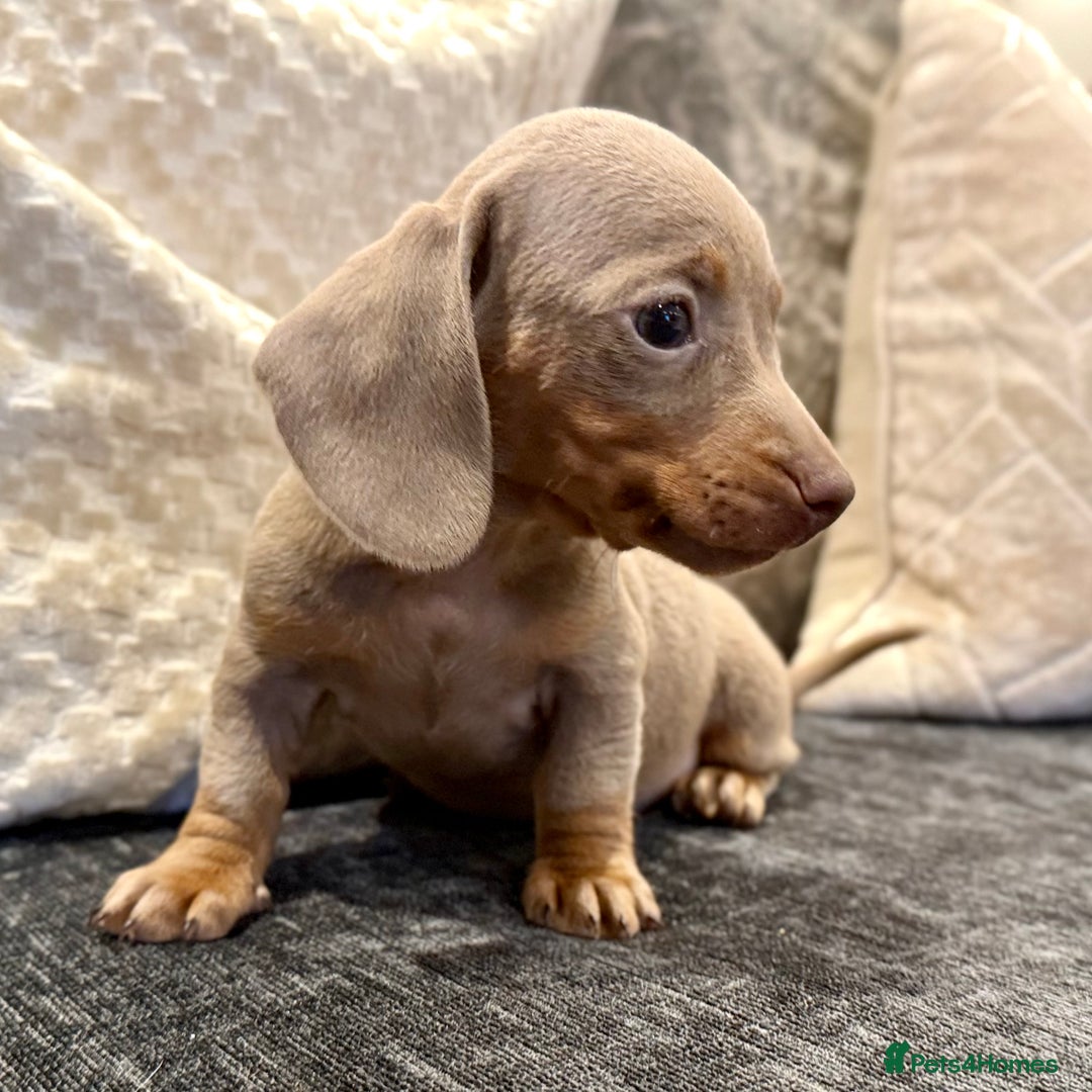 Miniature Dachshund dogs for sale: LAST BOY Mini Dachshund Pups LICENSED - Image 7