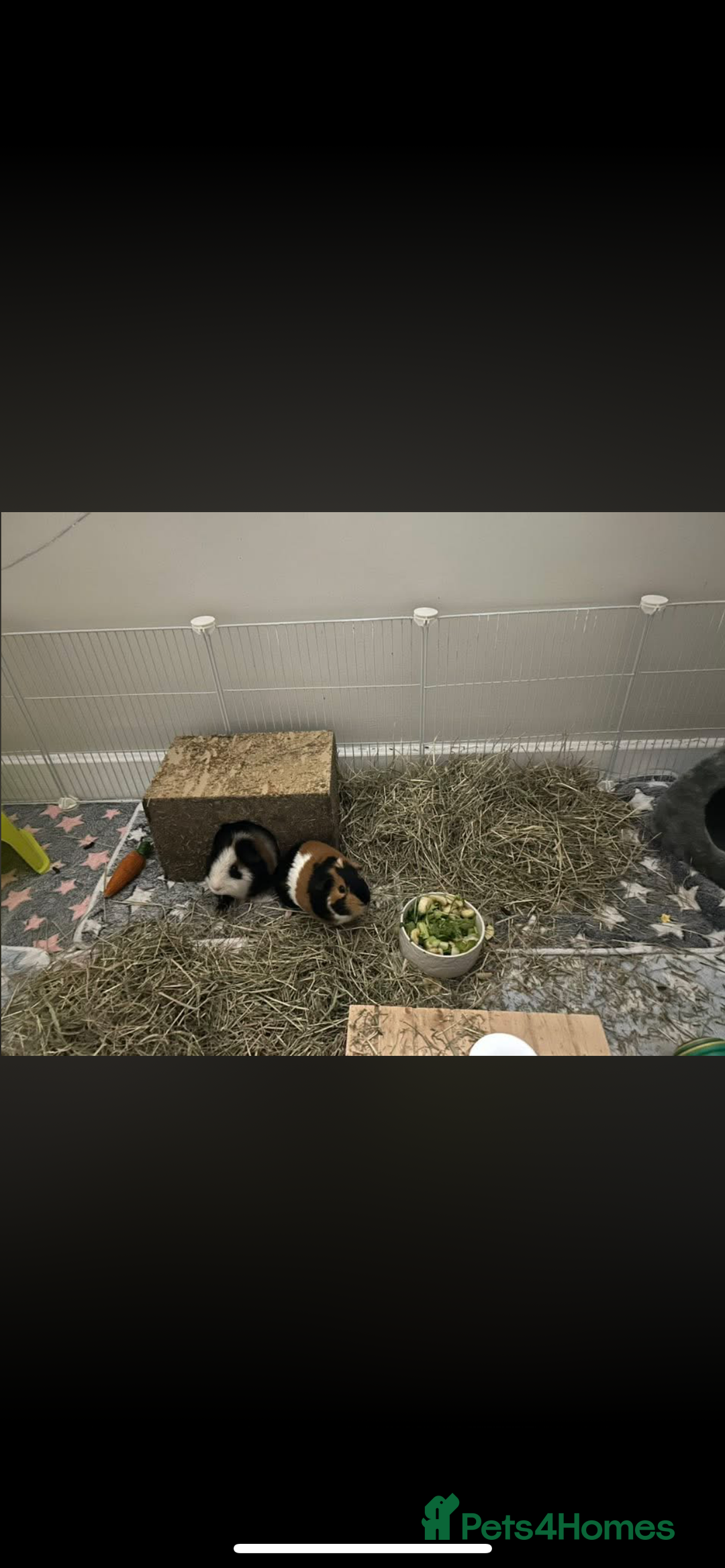 Guinea Pig rodents for sale: 2 male guinea pigs (brothers)  - Advert 5