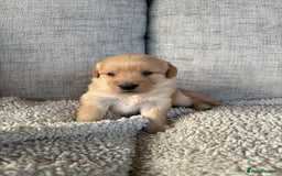 Labradoodle dogs for sale: Red/Apricot Health Tested Miniature Labradoodles - Image 7