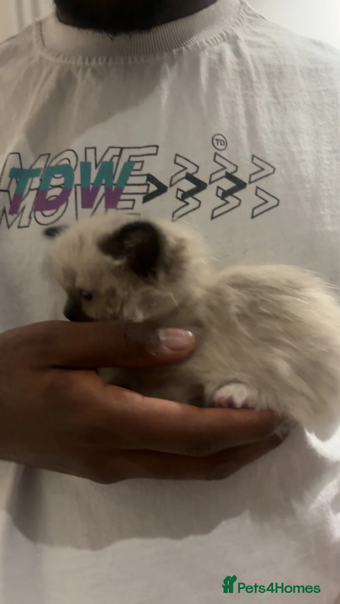 Ragdoll cats for sale: Premium Siberian × Ragdoll Kittens - Advert 4