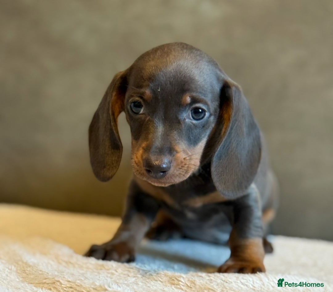 Miniature Dachshund dogs for sale: KC Reg Miniature Dachshund Puppies  - Image 12