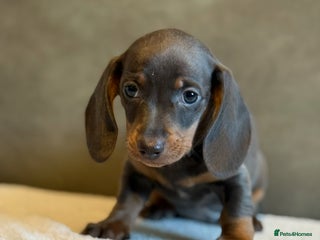 Miniature Dachshund dogs - Advert 12